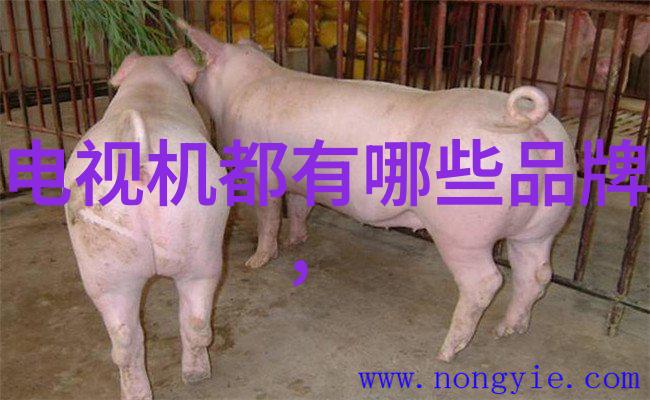 探秘月季花它的来历与传说