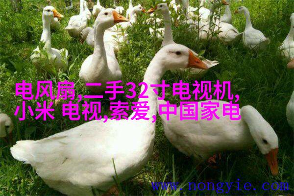 绿植点缀