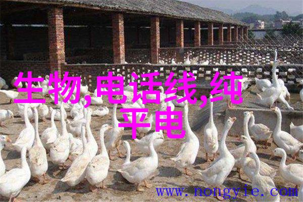 水电施工之谜揭开工程背后的秘密流程与标准