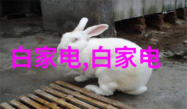 皮带输送机我的工作小伙伴如何高效运输货物