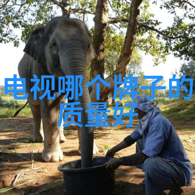 中国橡树摄影网我在这里找到了属于自己的天地