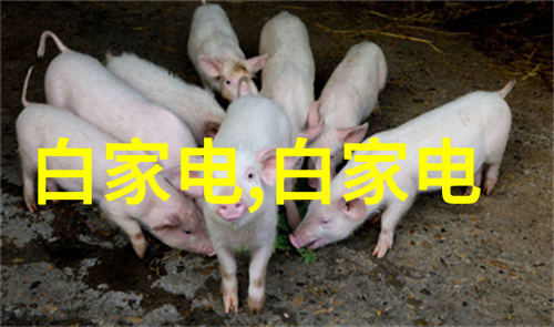 高效筛选机精准分离节约时间与成本
