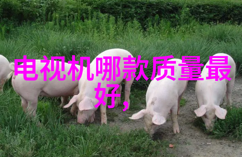 分选机型号-精准分选如何选择合适的分选机型号提升生产效率