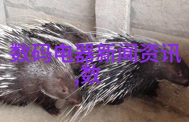 如何提高单电数码相机的摄影技术通过练习和学习掌握光线处理构图技巧提升画面质量同时不断更新知识了解新技