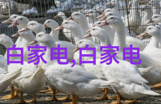 中央财经大学研究生院 - 学术探索与专业深耕中央财经大学研究生院的卓越之旅
