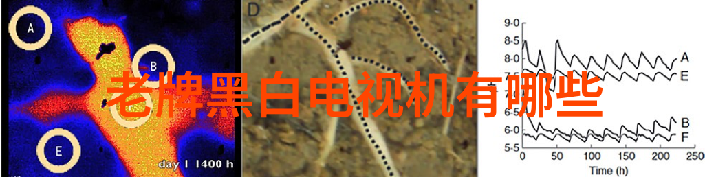 百合花语我与百合的对话它们告诉我的幸福与孤独