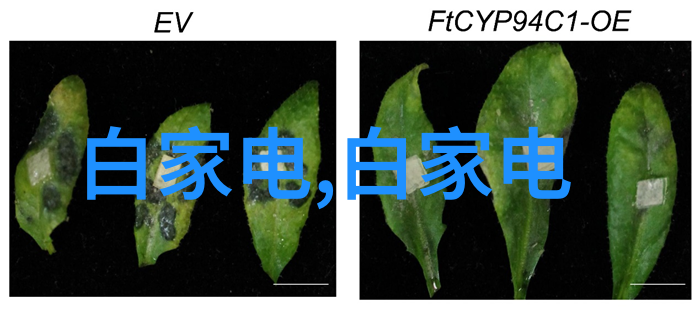 高效热风干燥技术剖析热风干燥设备在工业生产中的应用与优势