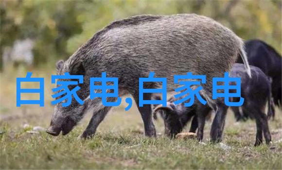 资金支持政府如何助力提升国产芯片水平