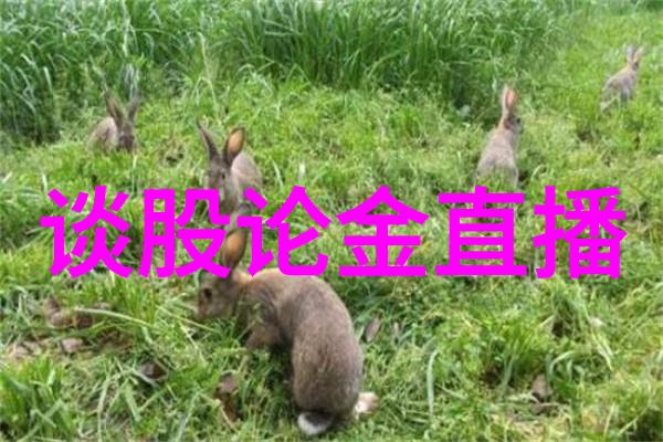 (股市分析技巧的实时分享)谈股论金直播
