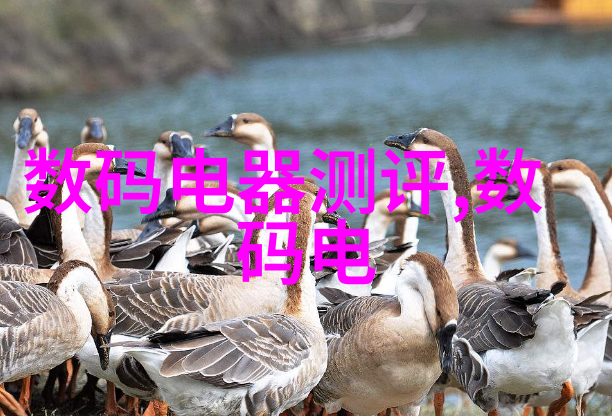 华为运动健康手表APP下载活力随行伴侣
