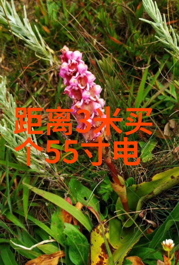 数字革命如何让数码产品改变我们的生活方式