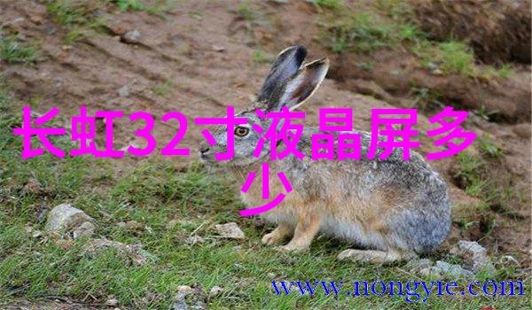 厨房空间优化策略提升生活品质