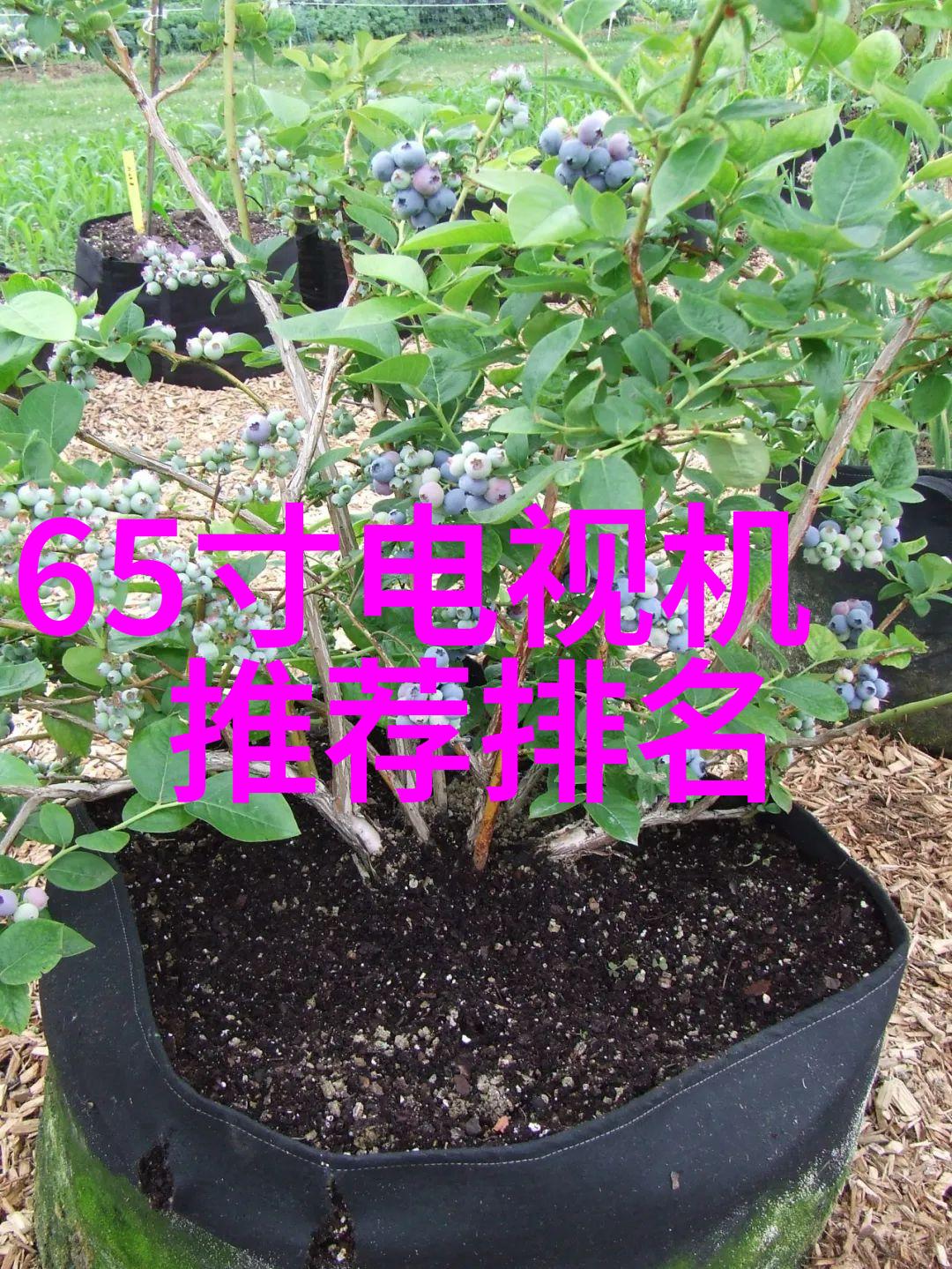 财经类大学排名揭秘学术声誉与就业率的双重冠军