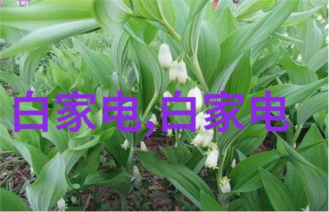 野外生存的智慧后营露营第二季的精彩回顾与技巧分享