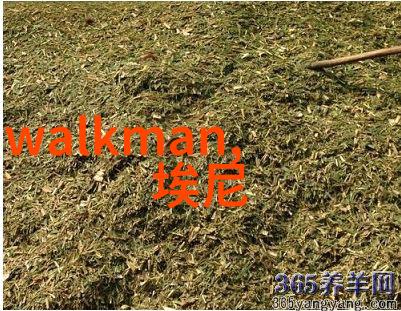 未来可持续发展中的电子产品循环利用技术前景展望是什么样的